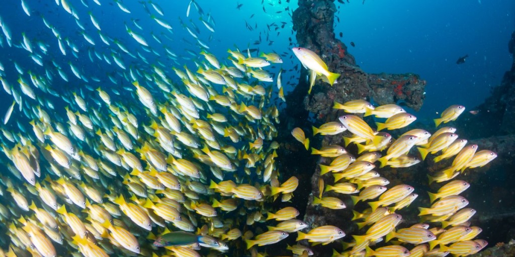 Artificial Reefs